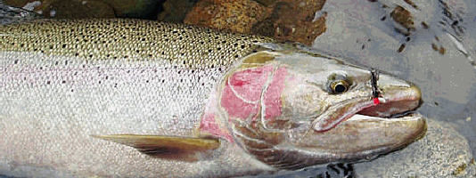 Steelhead Salmon