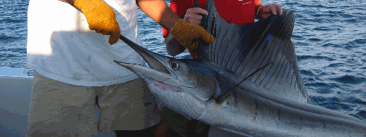 Saltwater Fishing in Zihuatanejo