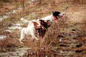 hunting dogs